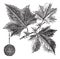 American Sycamore or Platanus occidentalis, vintage engraving