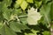 American Sycamore Tree Leaf Closeup
