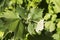 American Sycamore Tree Leaf Closeup