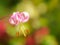 American tiger lily, Lilium superbum. Garden flowers in Scotland