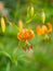 American tiger lily, Lilium superbum. Garden flowers in Scotland