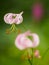 American tiger lily, Lilium superbum. Garden flowers in Scotland