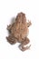 American Toad 6