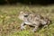 American Toad (Anaxyrus americanus)