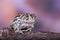 American toad on branch