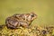 American Toad (Bufo americanus)