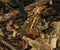 An American toad camouflaged among leaf litter