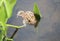 An American Toad is Floating on a Water Plant Leaf in a Manmade Backyard Pond