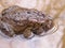 American toads in amplexus