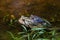 American toads Anaxyrus americanus mating in a shallow pool of water, Wissahickon Valley Park, Philadelphia, Pennsylvania, USA