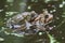 American Toads (Bufo americanus) Mating