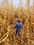 American toddler boy in blue sweater playing in corn stalks.