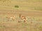 American treasures, pronghorn, antelope