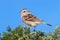 American Tree Sparrow