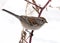 American Tree Sparrow