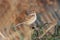 American Tree Sparrow