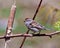 American Tree Sparrow Photo and Image. Close-up side view perched with colourful background in its habitat surrounding. Sparrow