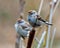 American Tree Sparrow Photo and Image. Sparrow close-up view perched on a cattail branch in its environment and habitat