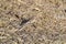 American Tree Sparrow (Spizelloides arborea) foraging on ground along hiking trail at Tiny Marsh