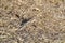 American Tree Sparrow (Spizelloides arborea) foraging on ground along hiking trail at Tiny Marsh