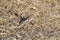 American Tree Sparrow (Spizelloides arborea) foraging on ground along hiking trail at Tiny Marsh