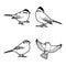 American Tree Sparrow Vector Illustration Hand Drawn Animal Cartoon Art