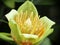 American tulip tree (Liriodendron tulipifera)