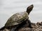 American Turtle Sunbathing