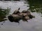 American Turtles Sunbathing
