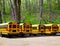 American typical school buses row in a forest outdoor
