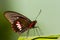 American variable cattleheart butterfly on a leaf