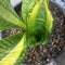 American varigata sansevieria trifas futura garden plant