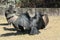 American vultures dry their wings, closeup