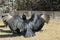 American vultures dry wings, closeup