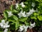 American wake-robin Trillium grandiflorum `Snow bunting` flowering with solitary, brilliant-white, fully double flowers in the