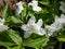 American wake-robin Trillium grandiflorum `Snow bunting` flowering with solitary, brilliant-white, fully double flowers in the