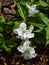 American wake-robin Trillium grandiflorum `Snow bunting` flowering with solitary, brilliant-white, fully double flowers in the