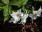 American wake-robin (Trillium grandiflorum) \\\'Snow bunting\\\' flowering with white, double flowers