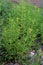 American Water Horehound   32722