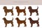 American water spaniel all colours clipart. Different coat colors and poses set