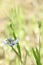 American water-willow Justicia americana pink-white flower and buds