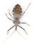 American wheel bug - Arilus cristatus - isolated on white background. Dorsal top view from above