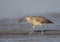 American Whimbrel, Numenius phaeopus