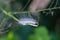 American white butterfly caterpillar eats leaves on trees.