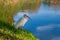 American white ibis bird (Eudocimus albus)