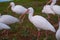 American white ibis bird (Eudocimus albus)