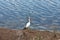 American White ibis Eudocimus albus