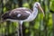 American white ibis,Eudocimus albus