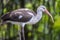 American white ibis,Eudocimus albus