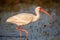 American white ibis Eudocimus albus, Everglades National Park, Florida